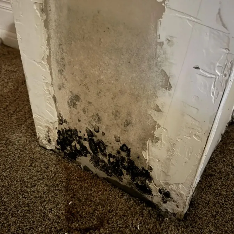 Professional Mold Removal in Bristol, RI